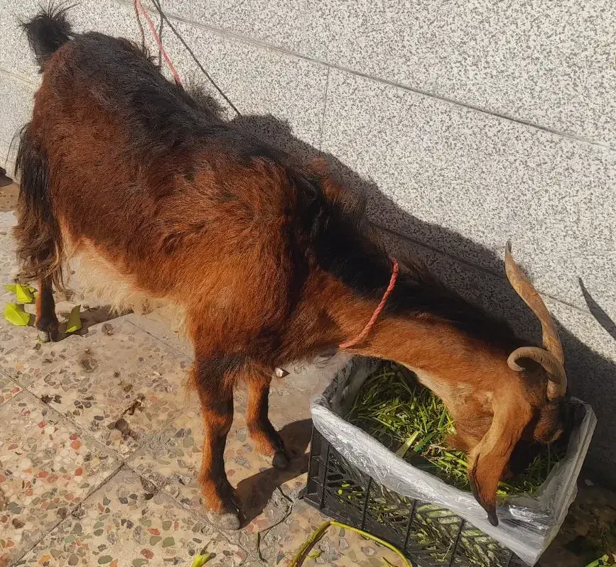 گوسفند|حیوانات مزرعه|دهدشت, |دیوار