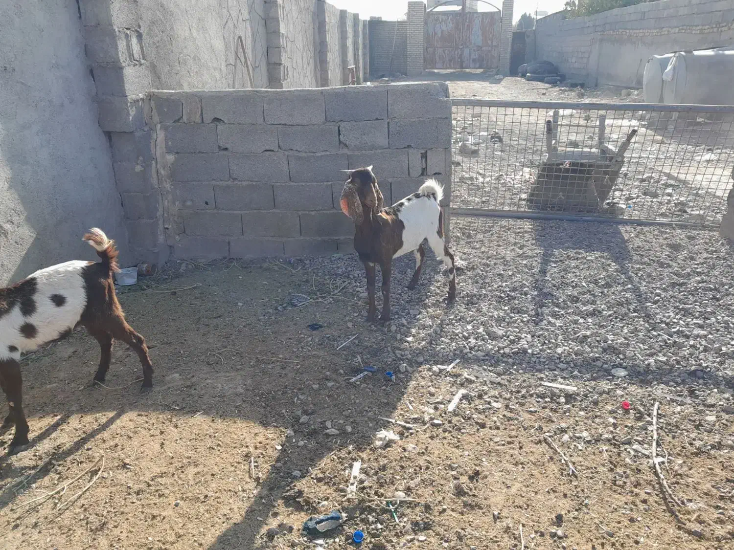 2 عدد بزغاله نر و یک بره نرینه|حیوانات مزرعه|مشهد, فریزی|دیوار