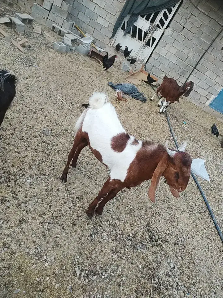 دو عدد کهره نر|حیوانات مزرعه|امیدیه, |دیوار