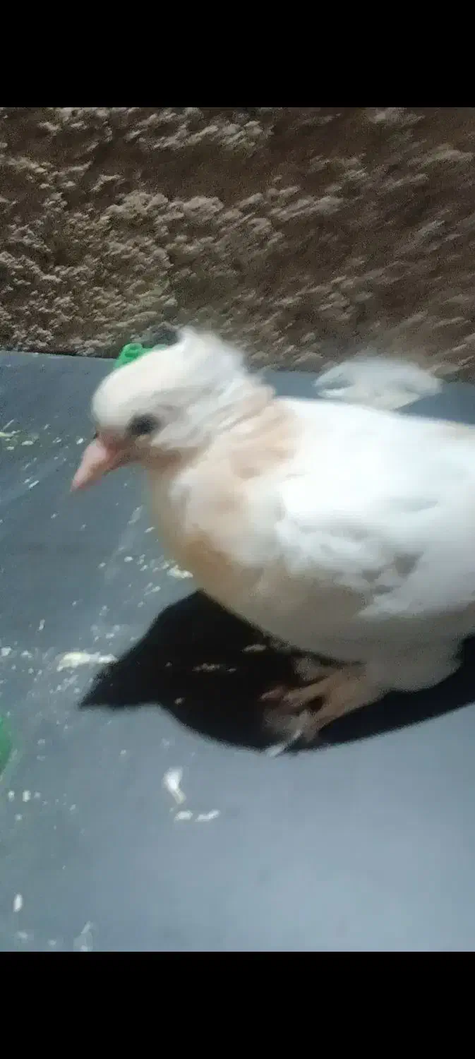 کبوترگمشده|حیوانات|قم, علی آباد سعدگان|دیوار