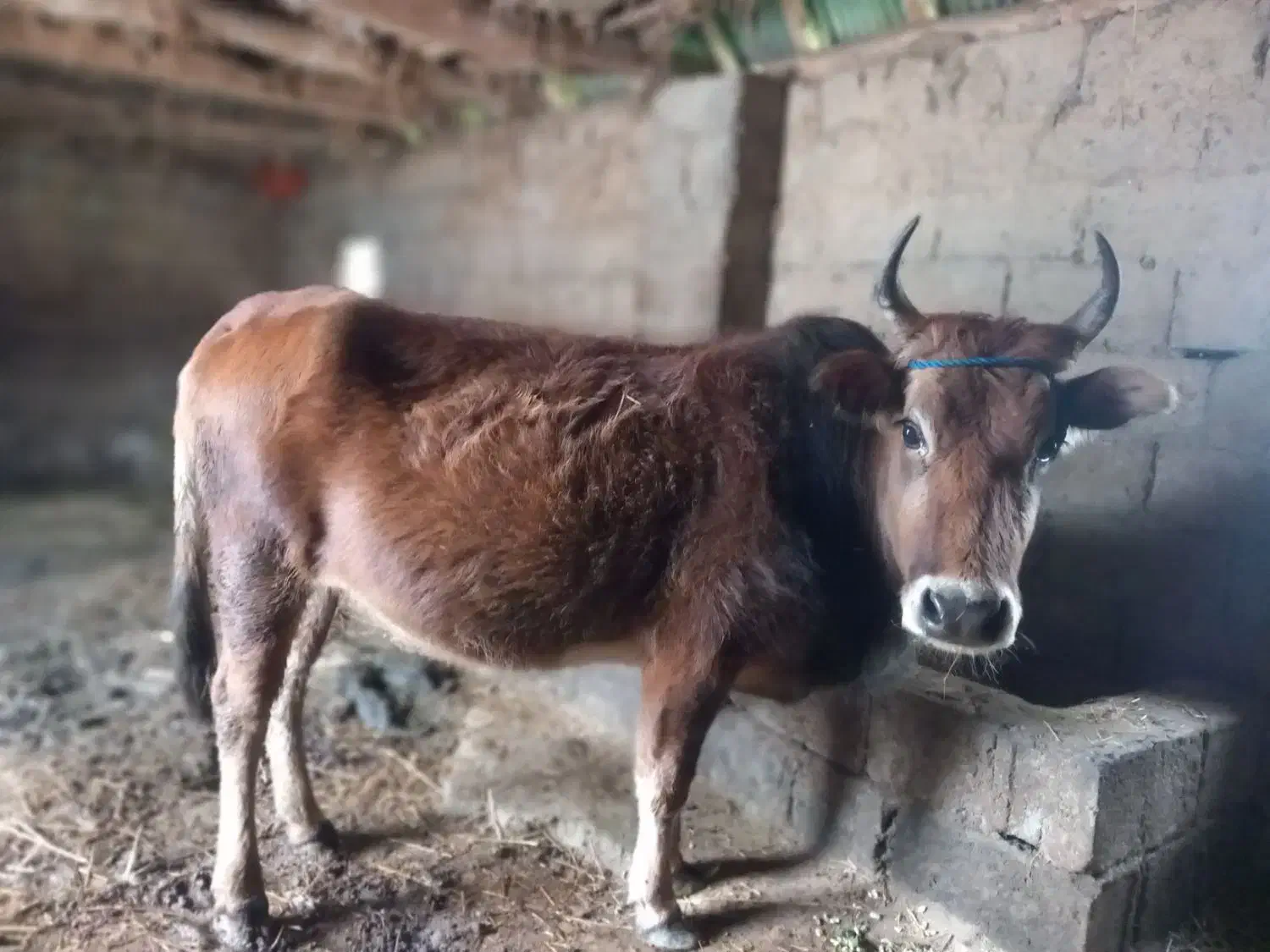 گاو۷ماه شکم|حیوانات مزرعه|صومعه‌سرا, |دیوار