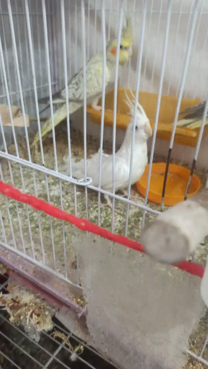 عروس هلندی|پرنده|مشهد, فاطمیه|دیوار