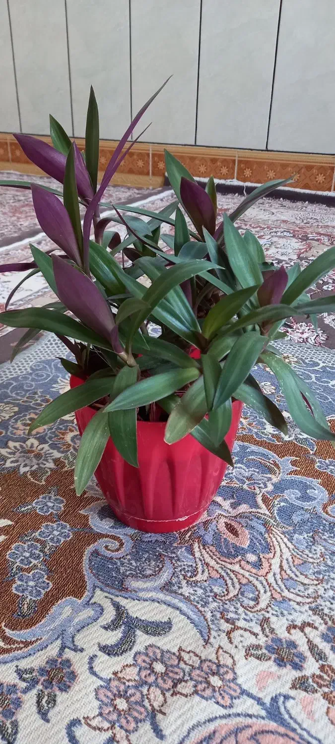 گل طبیعی|گل و گیاه طبیعی|سیلاخور, |دیوار