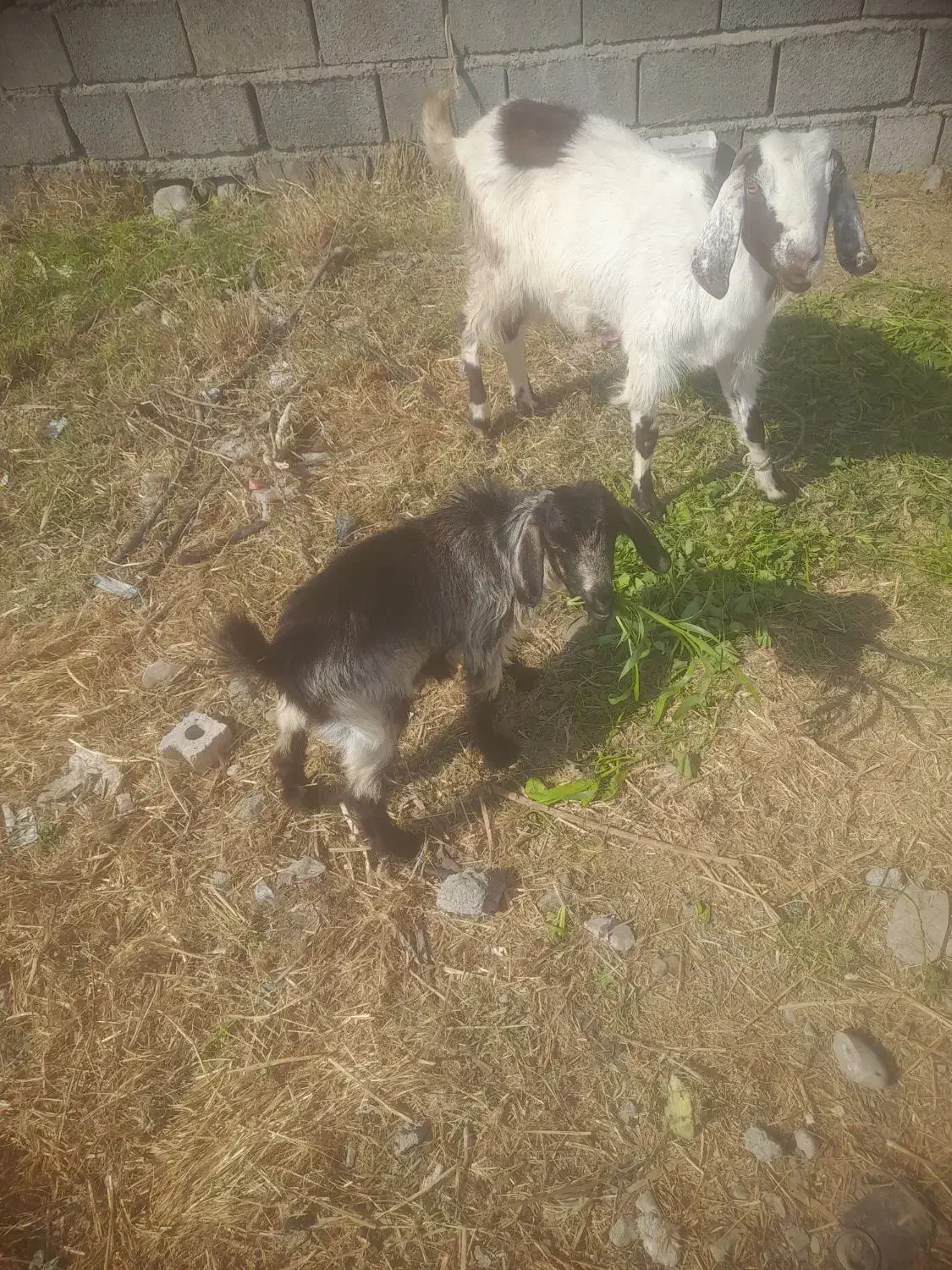 هشبندی کهور تاک|حیوانات مزرعه|سیریک, |دیوار