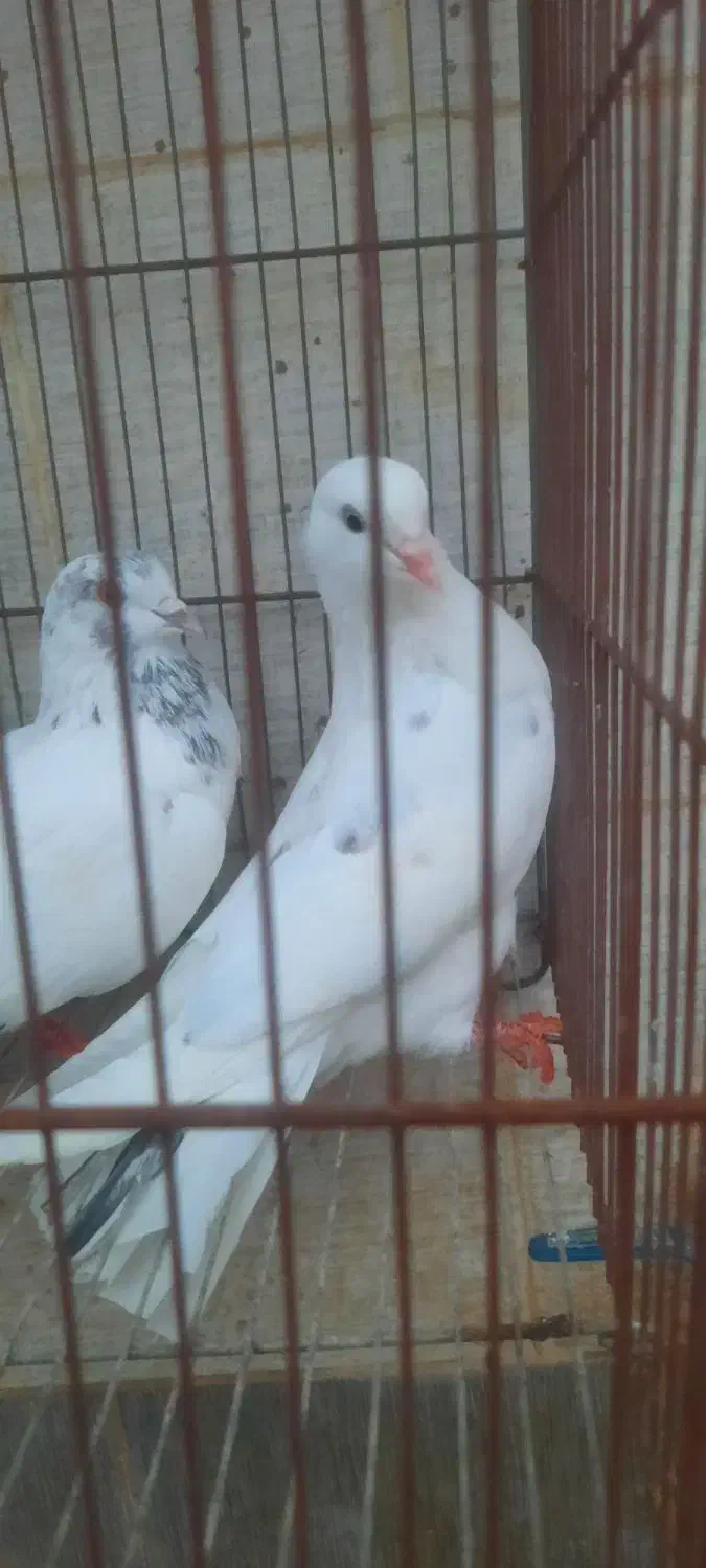 کبوتر|پرنده|رشت, جانبازان|دیوار