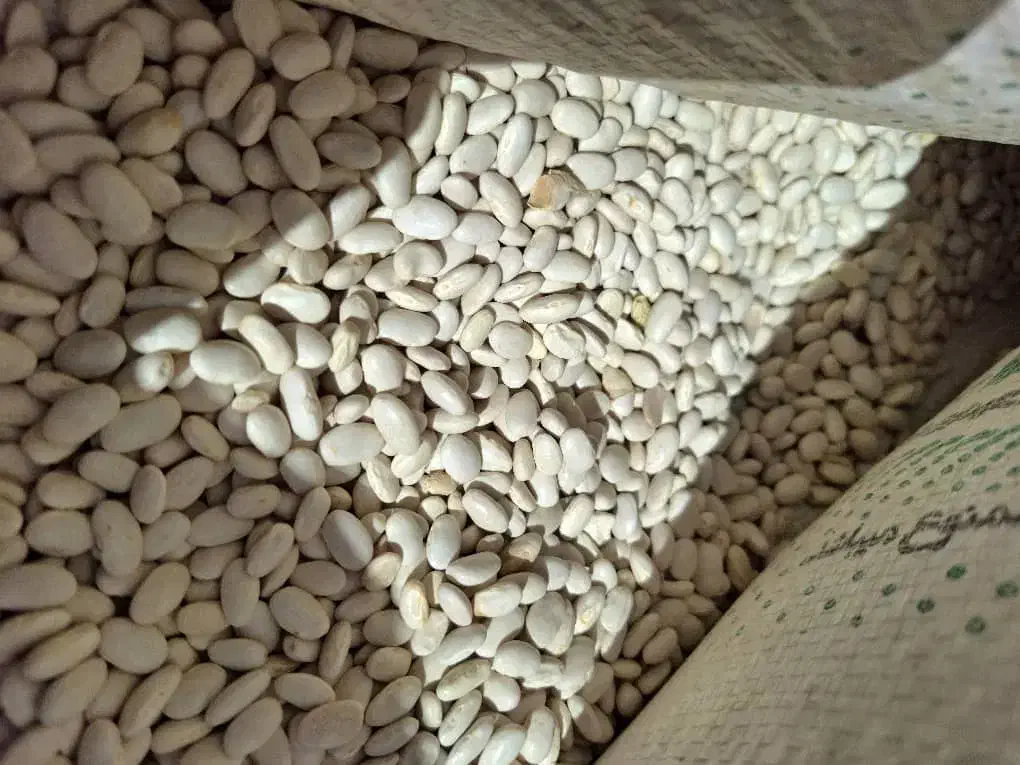 لوبیا سفید وقرمز|عمده‌فروشی|فریدونشهر, |دیوار