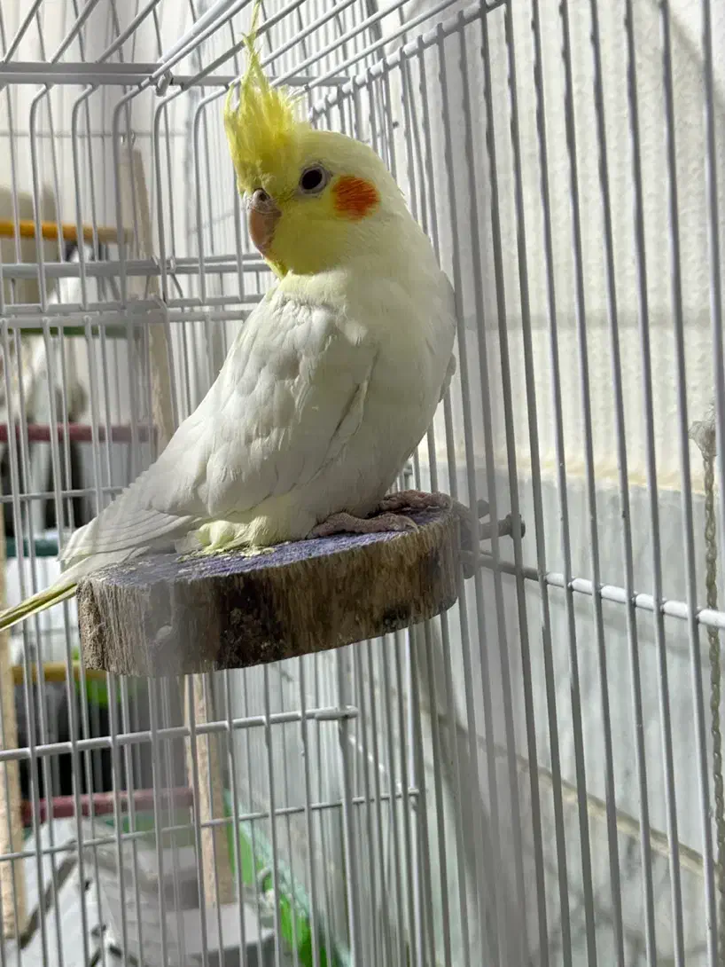 عروس هلندی|پرنده|شاهین‌شهر, فردوسی|دیوار