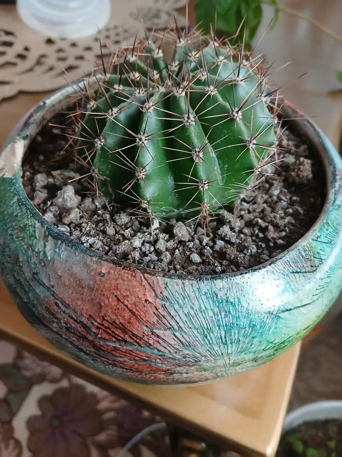 گل کاکتوس|گل و گیاه طبیعی|ثمرین, |دیوار