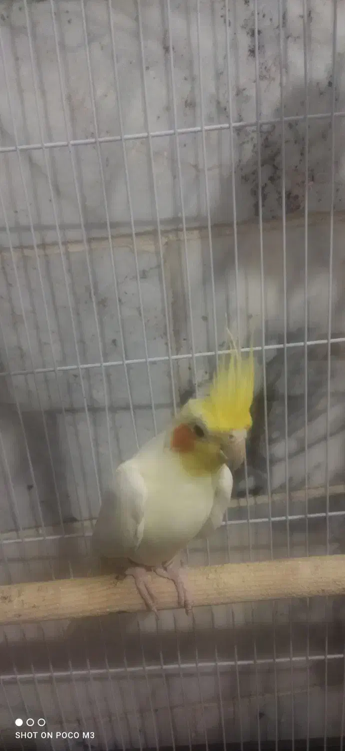 عروس هلندی لوتینو|پرنده|خاش, |دیوار