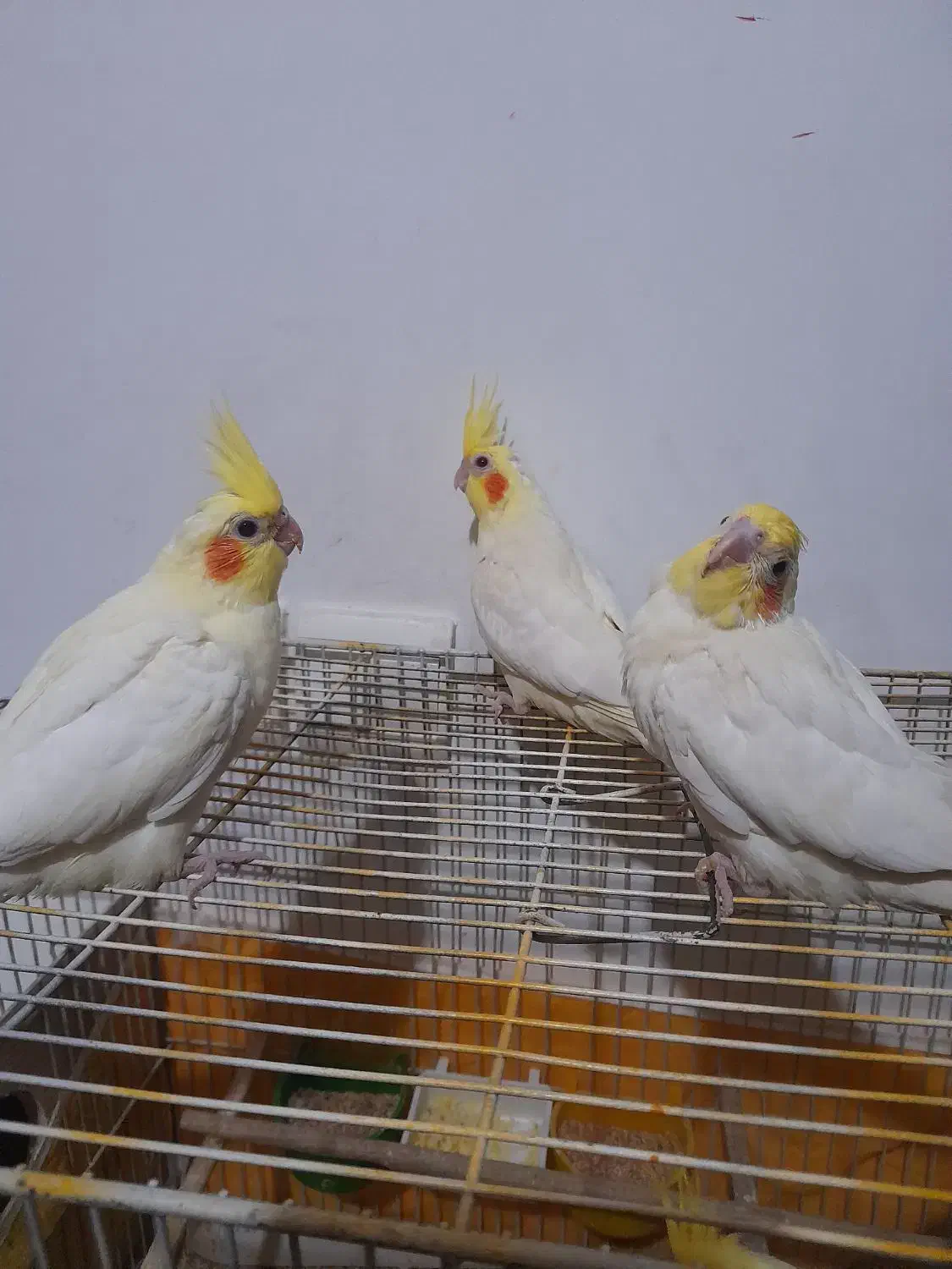 عروس هلندی دم دونخور|پرنده|خرم‌آباد (تنکابن), |دیوار