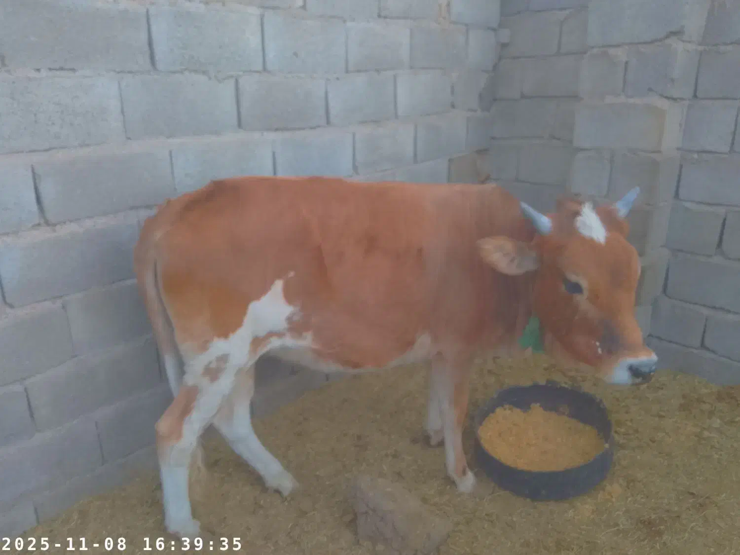 مهرستان|حیوانات مزرعه|پسکوه, |دیوار