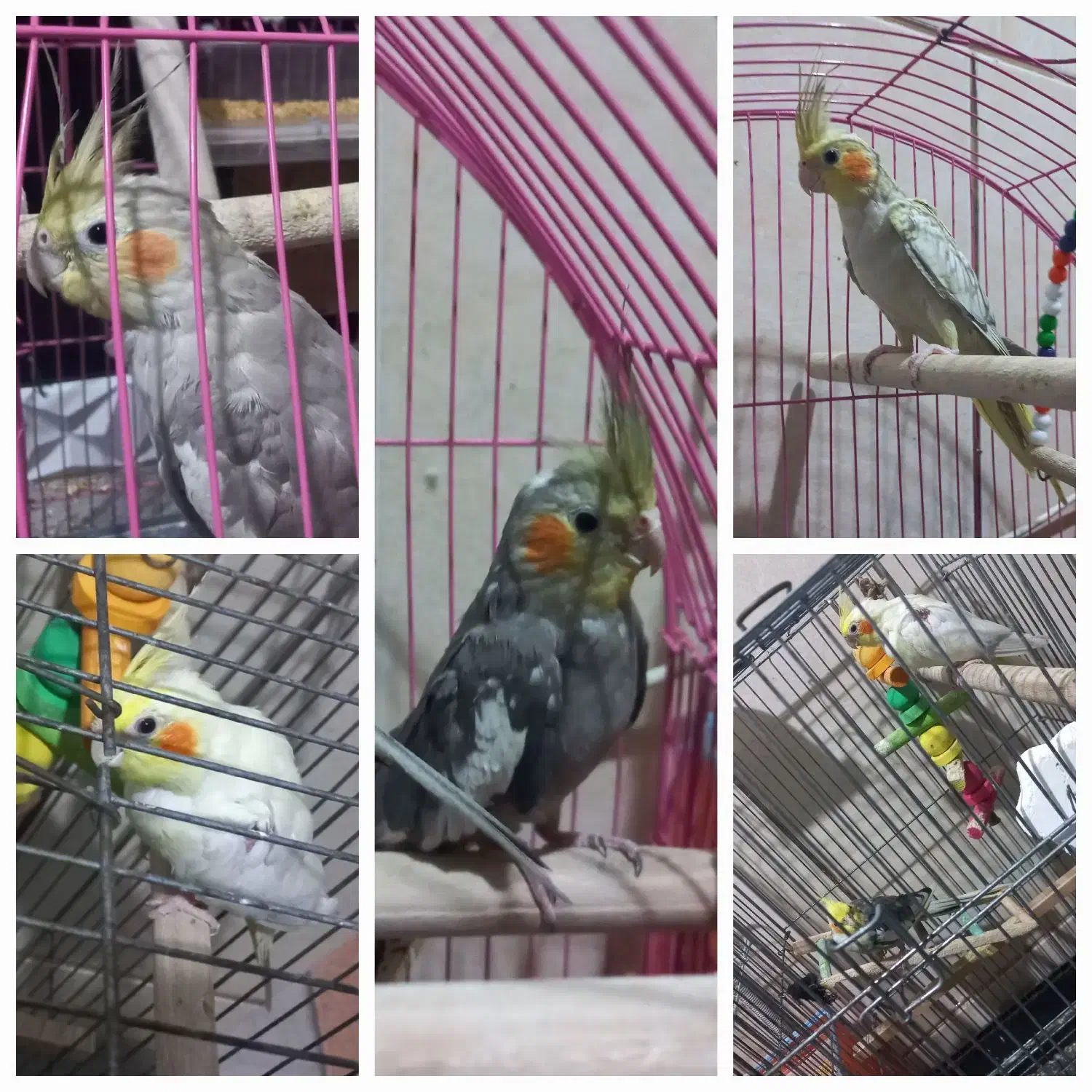 عروس هلندی|پرنده|امیدیه, |دیوار