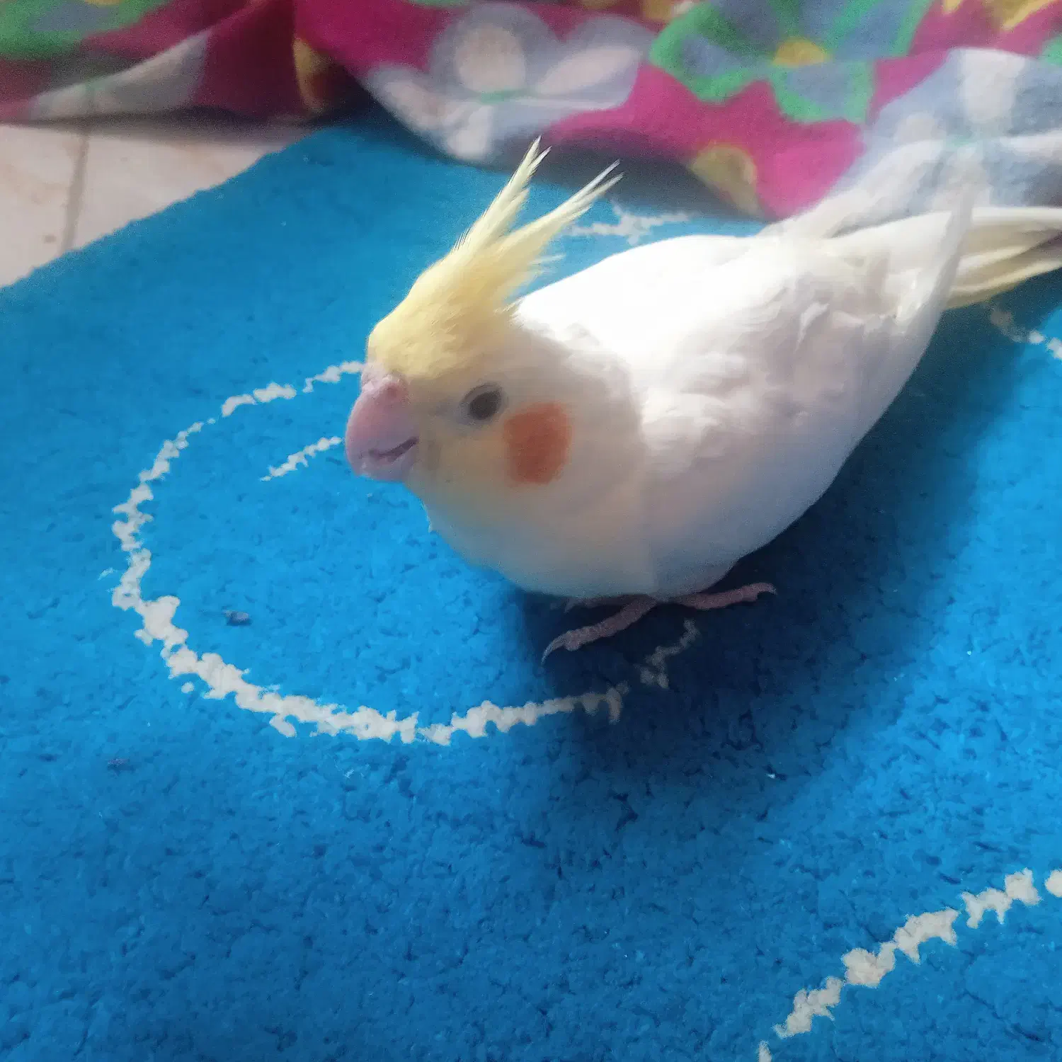 طوطی عروس هلندی|پرنده|آستانه اشرفیه, |دیوار