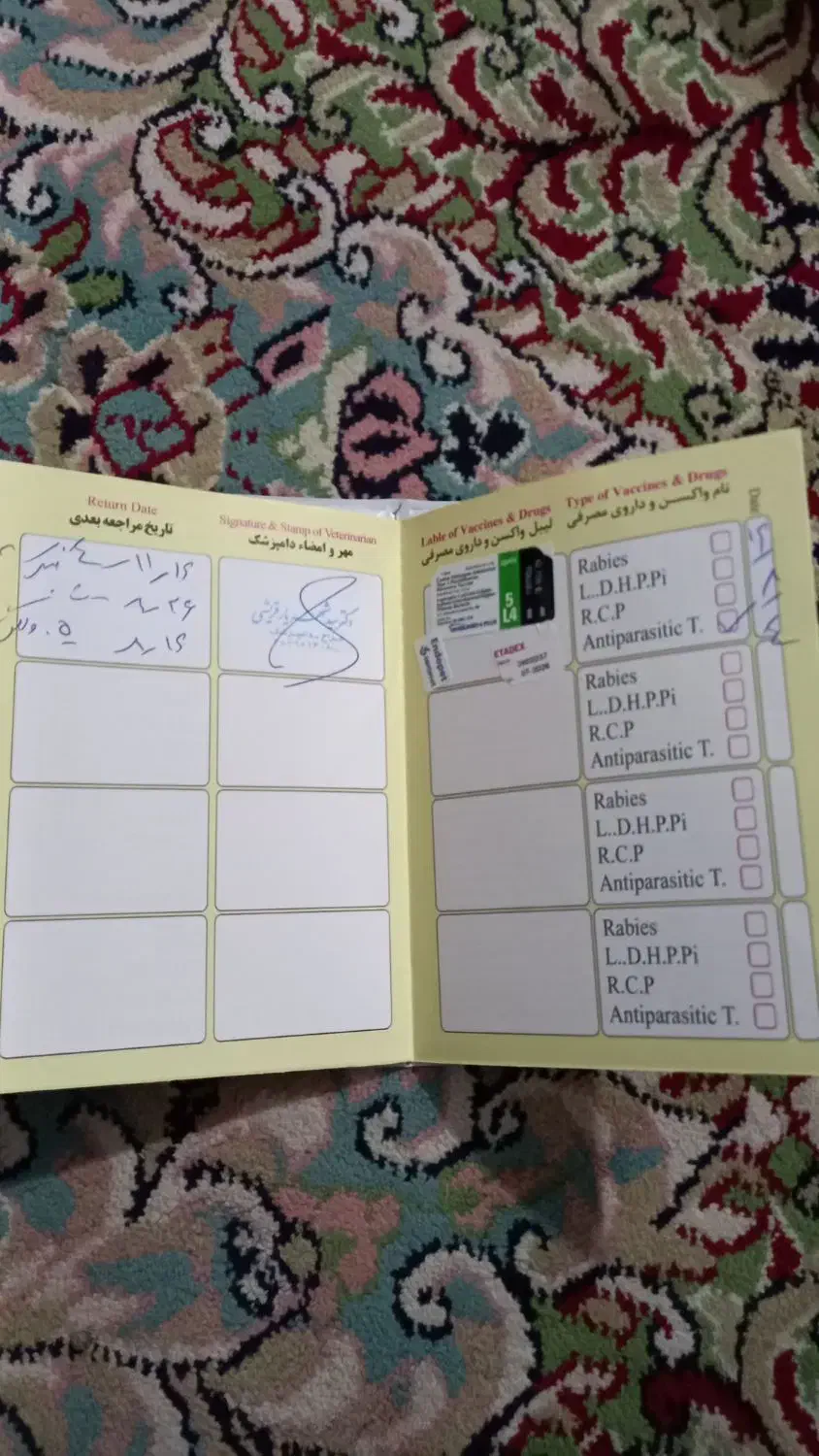 سگ پامر|سگ|بردسیر, |دیوار