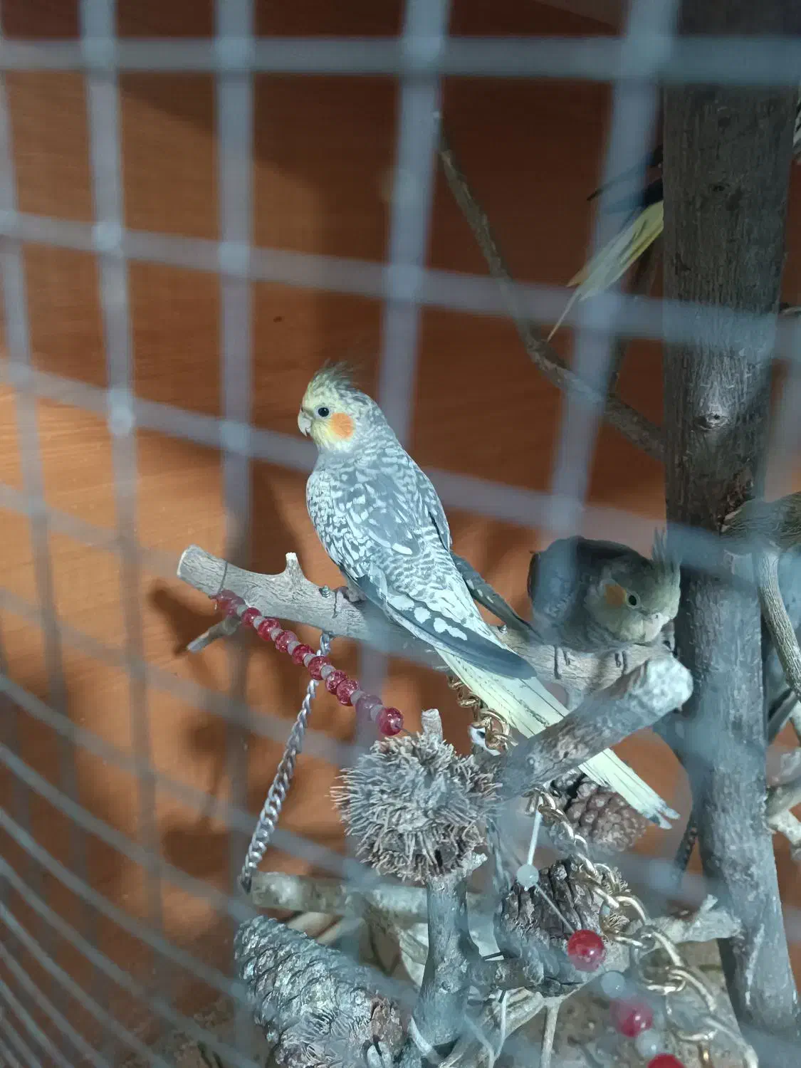 عروس هلندی|پرنده|گرگان, |دیوار