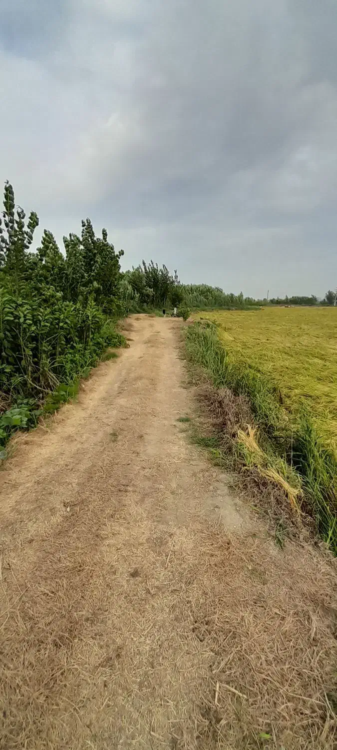 فروش برنج هاشمی اعلاء  فریدونکنار کشت دوم|خوردنی و آشامیدنی|فریدون‌کنار, |دیوار