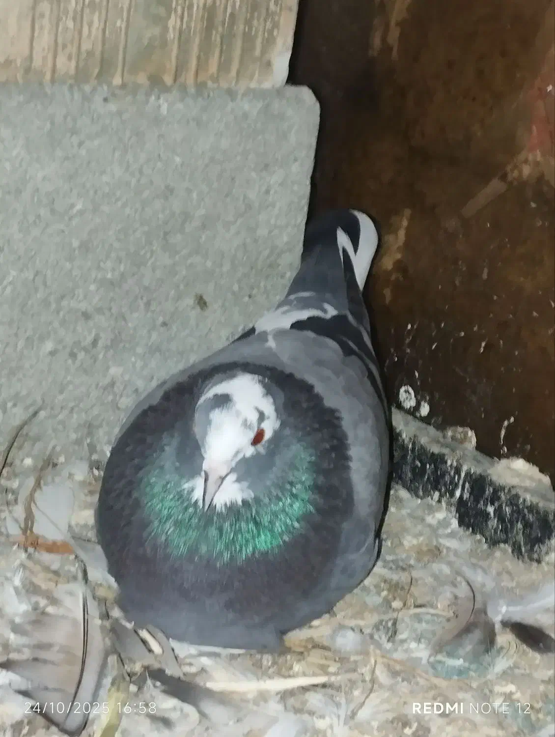 کبوتر پشتار|پرنده|قائم‌شهر, |دیوار