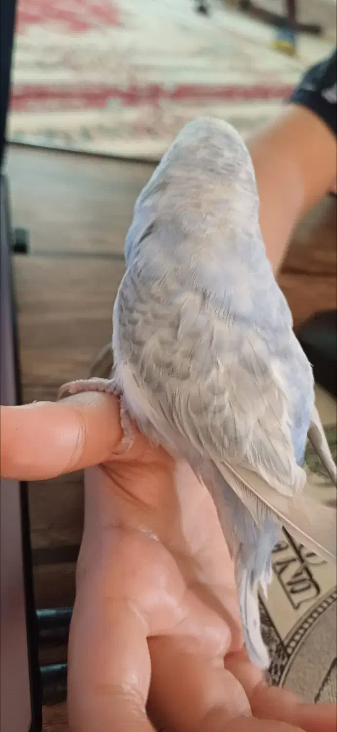 مرغ عشق گم شده ابرو بادی رنگ یاسی ابی|پرنده|داراب, |دیوار