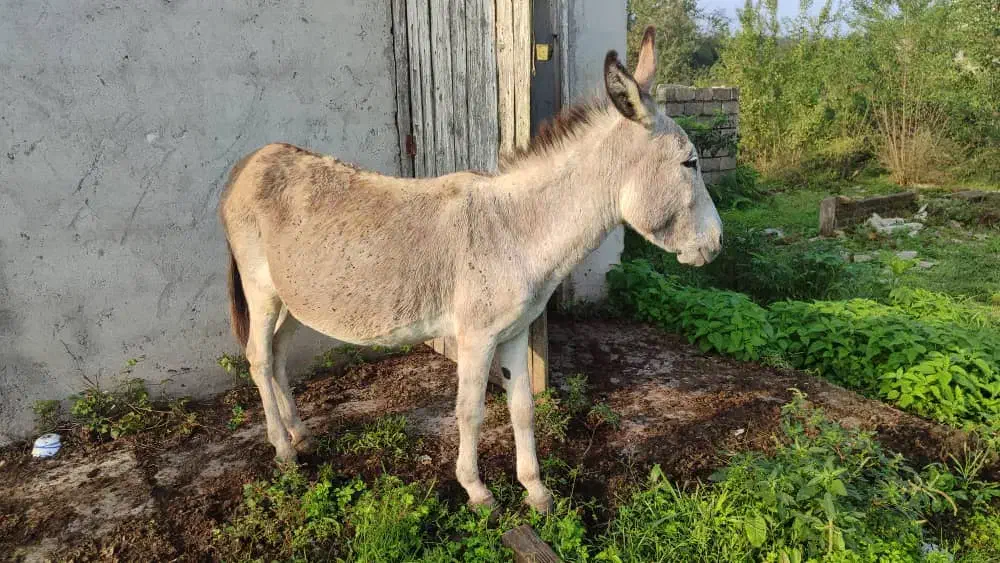 الاغ نر وماده ویه بچه دختر ۷ماهه|حیوانات مزرعه|سنگر, |دیوار