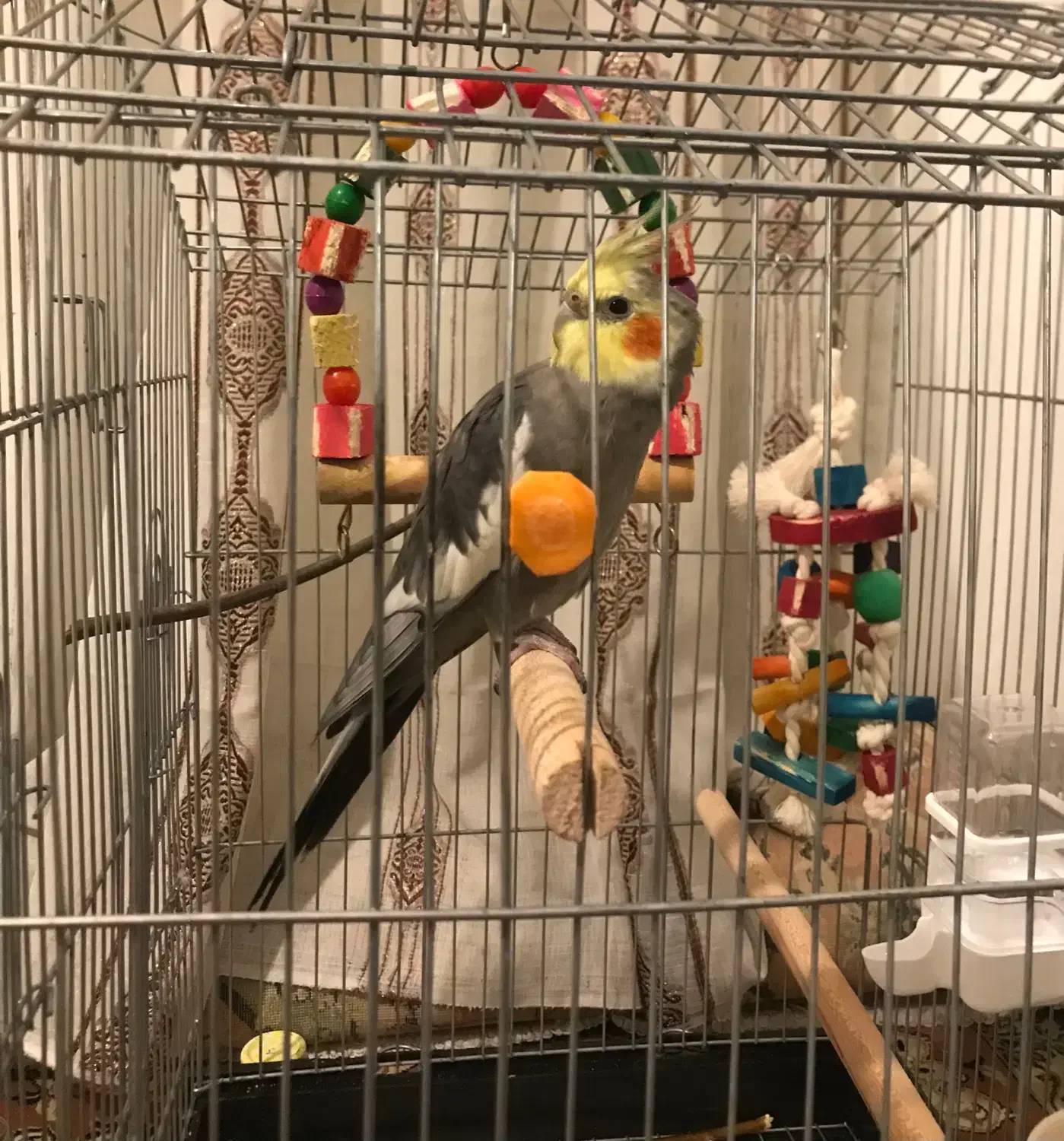 گمشده در محدوده نارمک میدان ۶۸|حیوانات|تهران, نارمک|دیوار