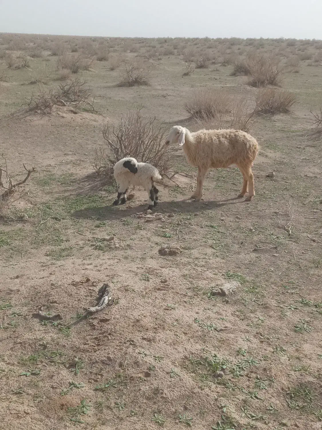 میش زاییده|حیوانات مزرعه|زیرکوه, |دیوار