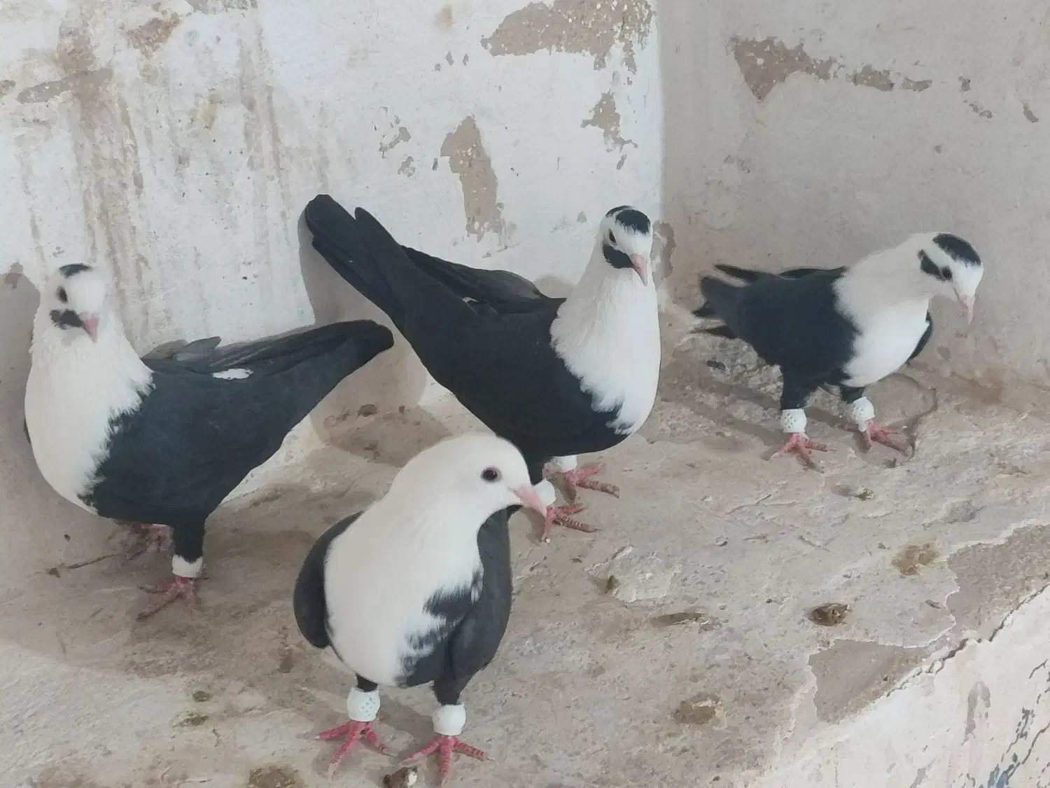 کربلایی مخمل سیاه|پرنده|علامرودشت, |دیوار