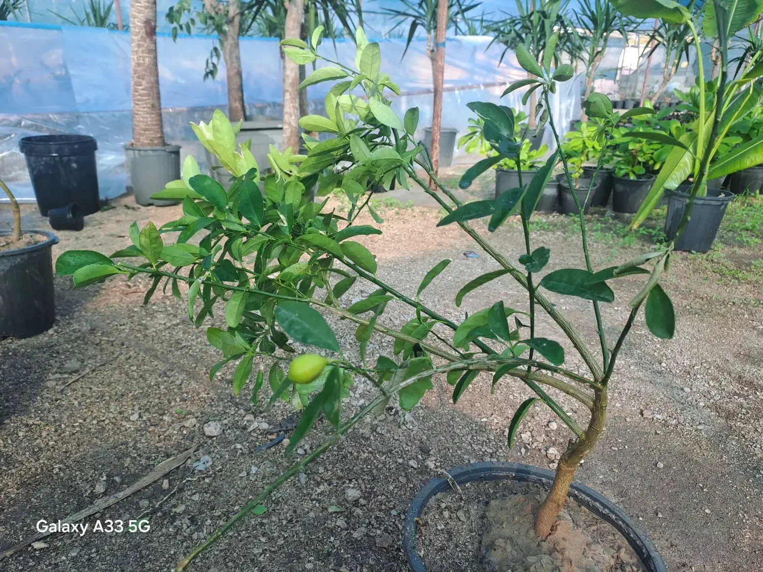 نهال لیمو چهار فصل|خدمات باغبانی و درختکاری|کیش, |دیوار