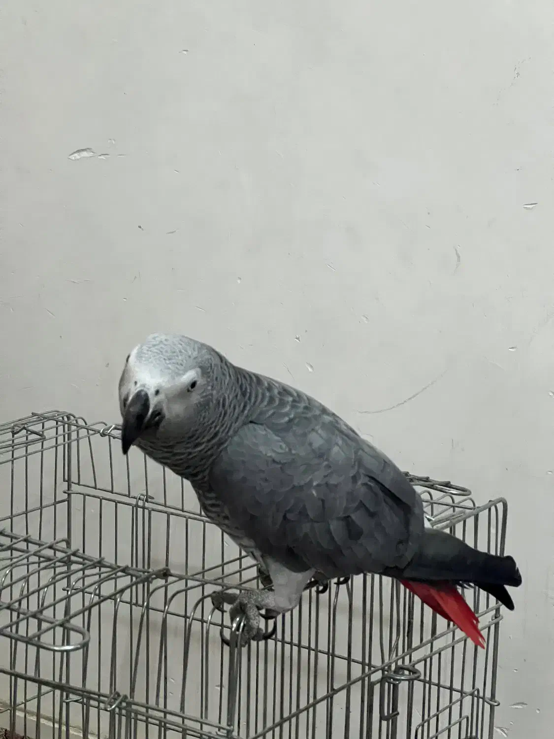 کاسکوی دم قرمز|پرنده|رشت, کوی قدس|دیوار