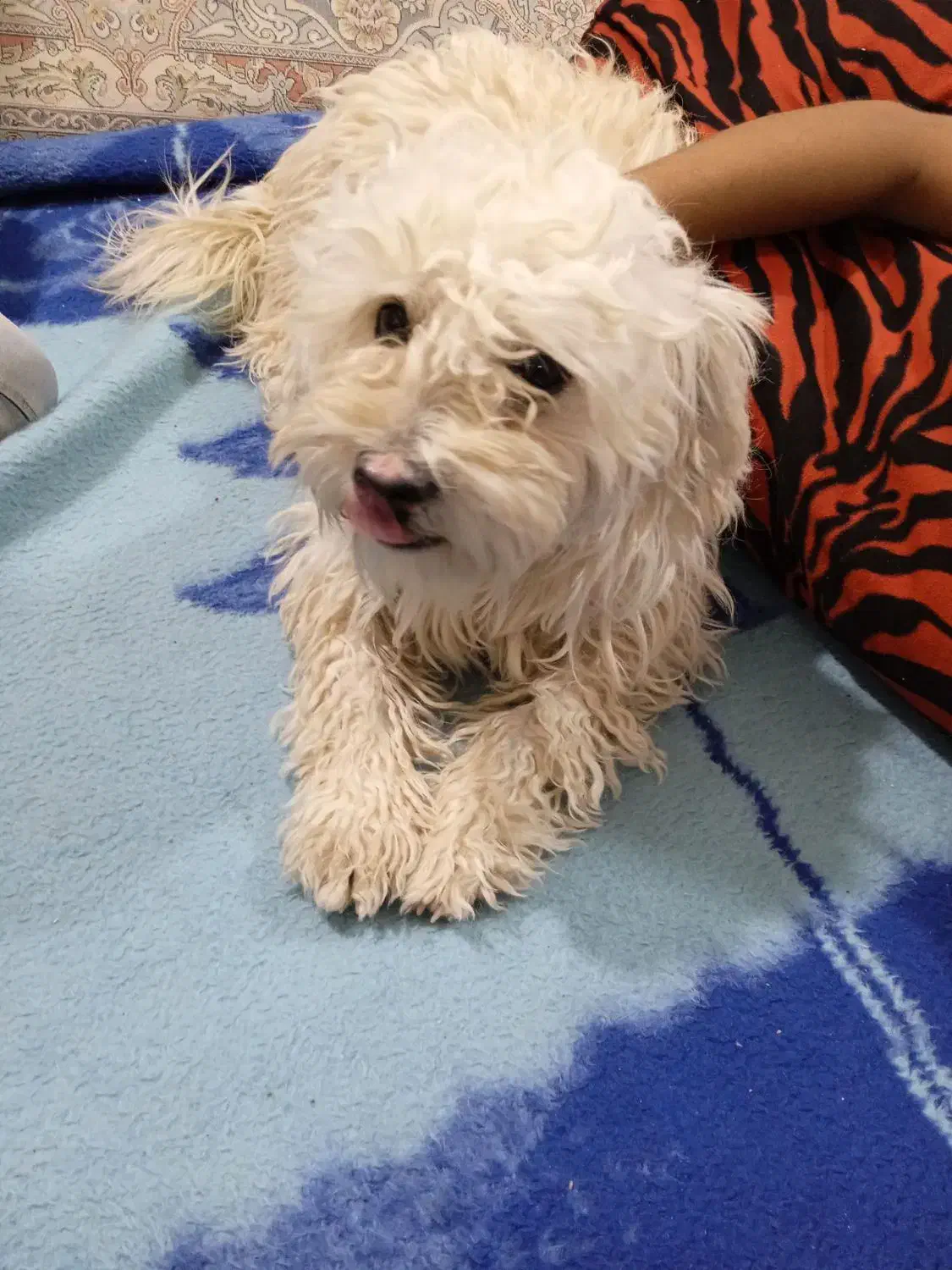 شیتزو ماده|سگ|باغستان, |دیوار