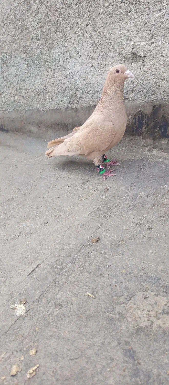 یک نر زرد کرمونی عتیقه باب دل جوجه کشی و هوا|پرنده|تربت‌حیدریه, داروپخش|دیوار