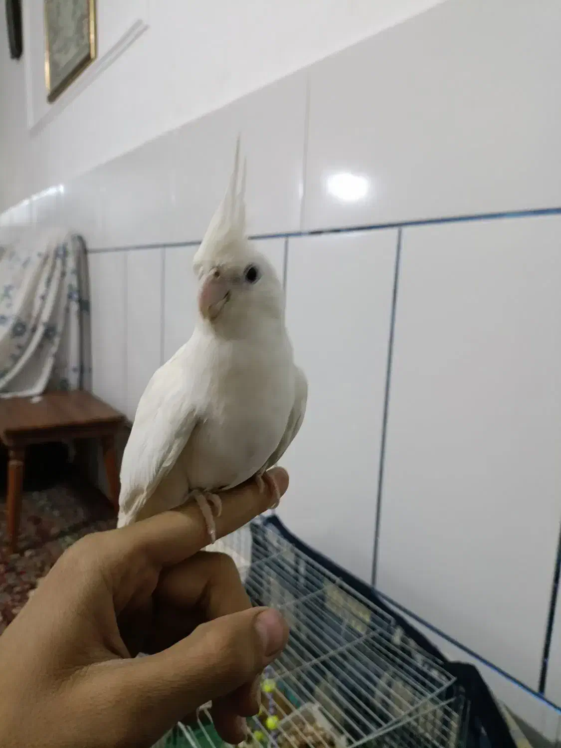 یک جفت عروس هلندی آلبینو|پرنده|سیرجان, |دیوار