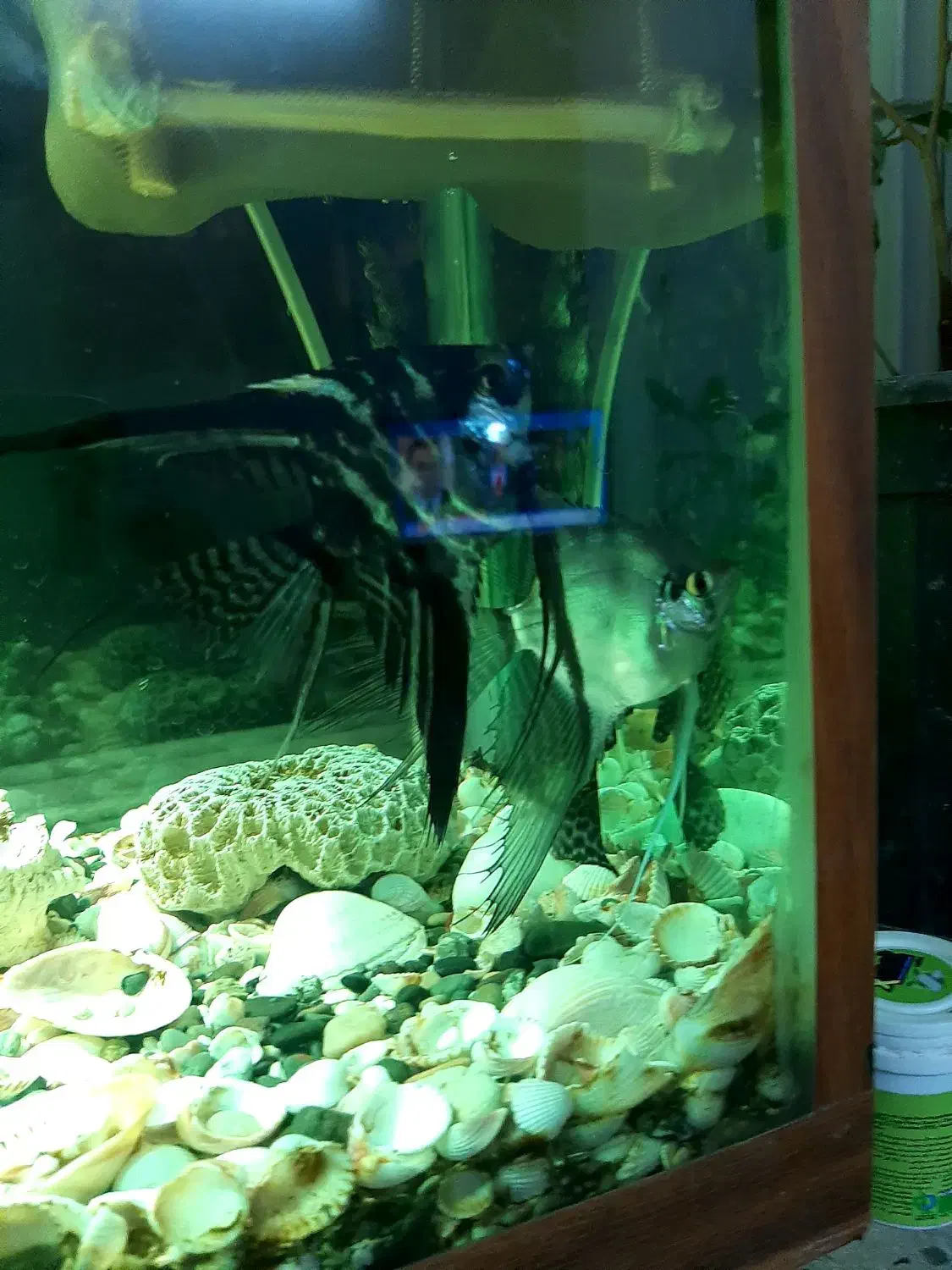 یه جفت ماهی آنجل|ماهی|وحیدیه, |دیوار