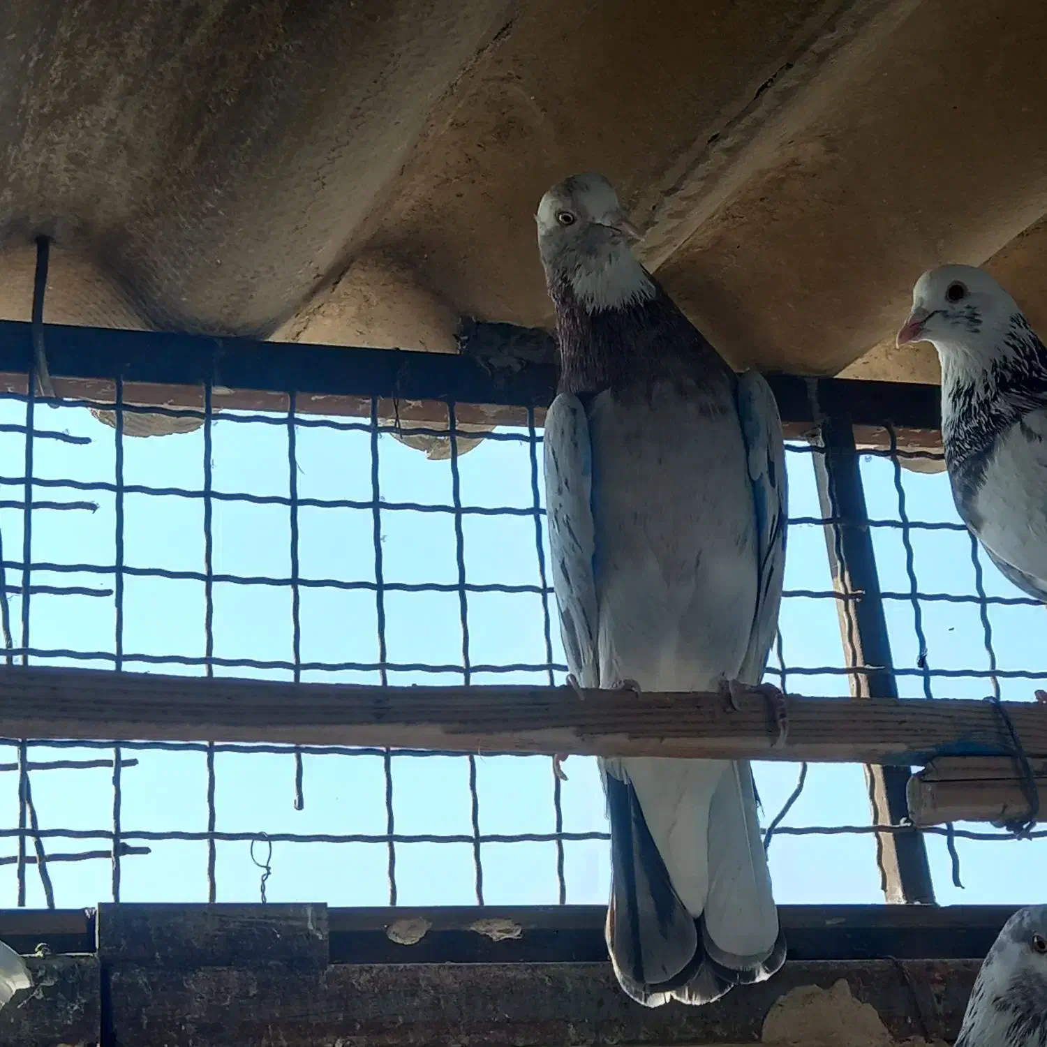 کفتر سرور عالی نشون دار|پرنده|تهران, بیسیم|دیوار