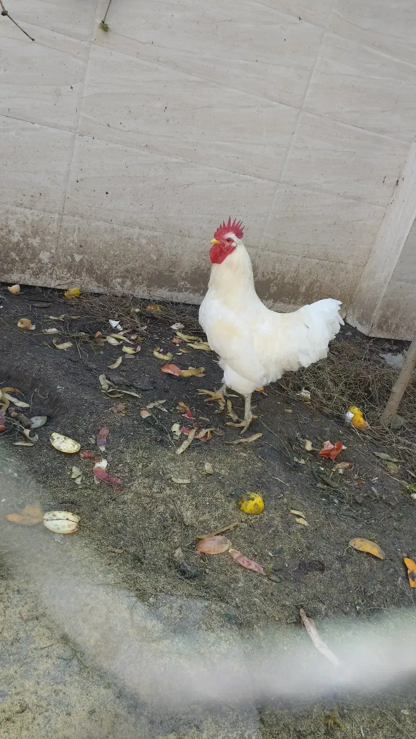 خروس محلی سفید اصل|حیوانات مزرعه|بابل, |دیوار