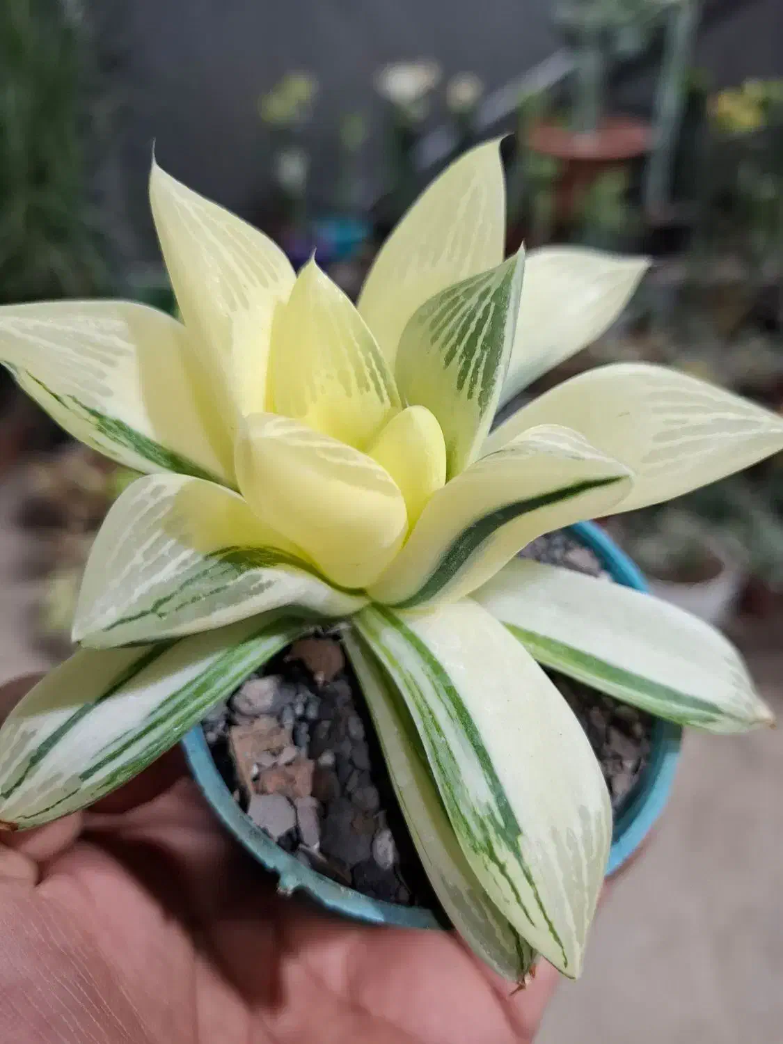 گل،آبنما|گل و گیاه طبیعی|نیشابور, شهرک ولیعصر|دیوار