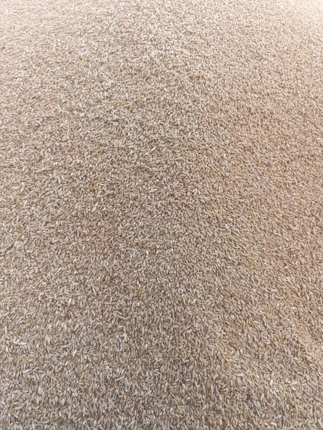 گندم فروش|لوازم جانبی حیوانات|چوار, |دیوار