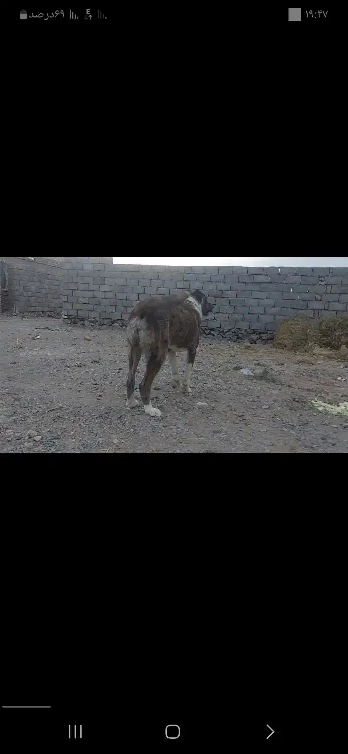 گمشده|حیوانات|خواف, |دیوار