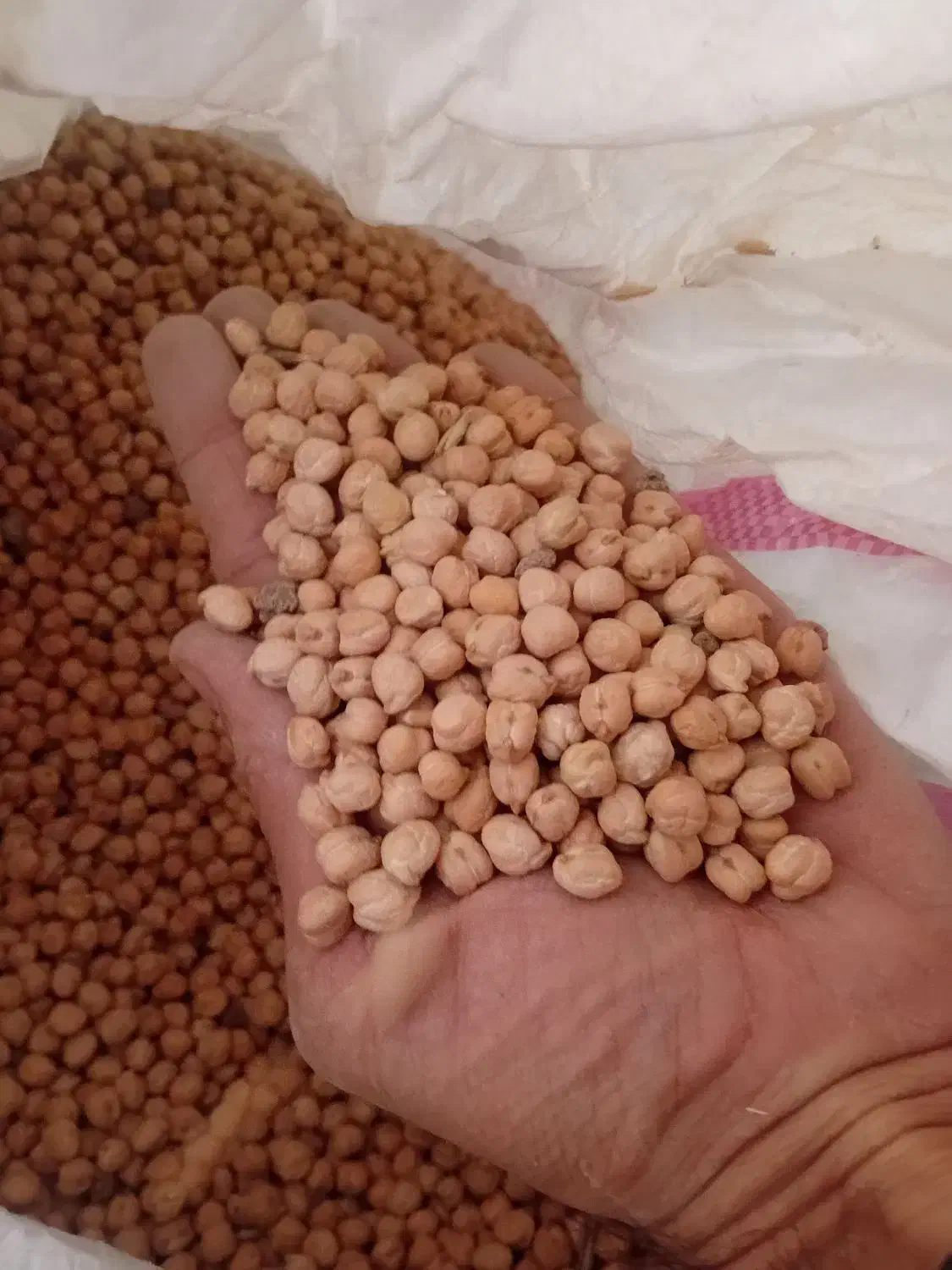 نخود پاییزه بزری|عمدهفروشی|ماهیدشت, |دیوار