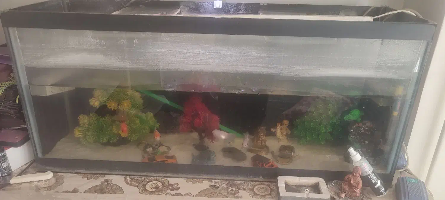 اکواریم ماهی|ماهی|ارومیه, |دیوار