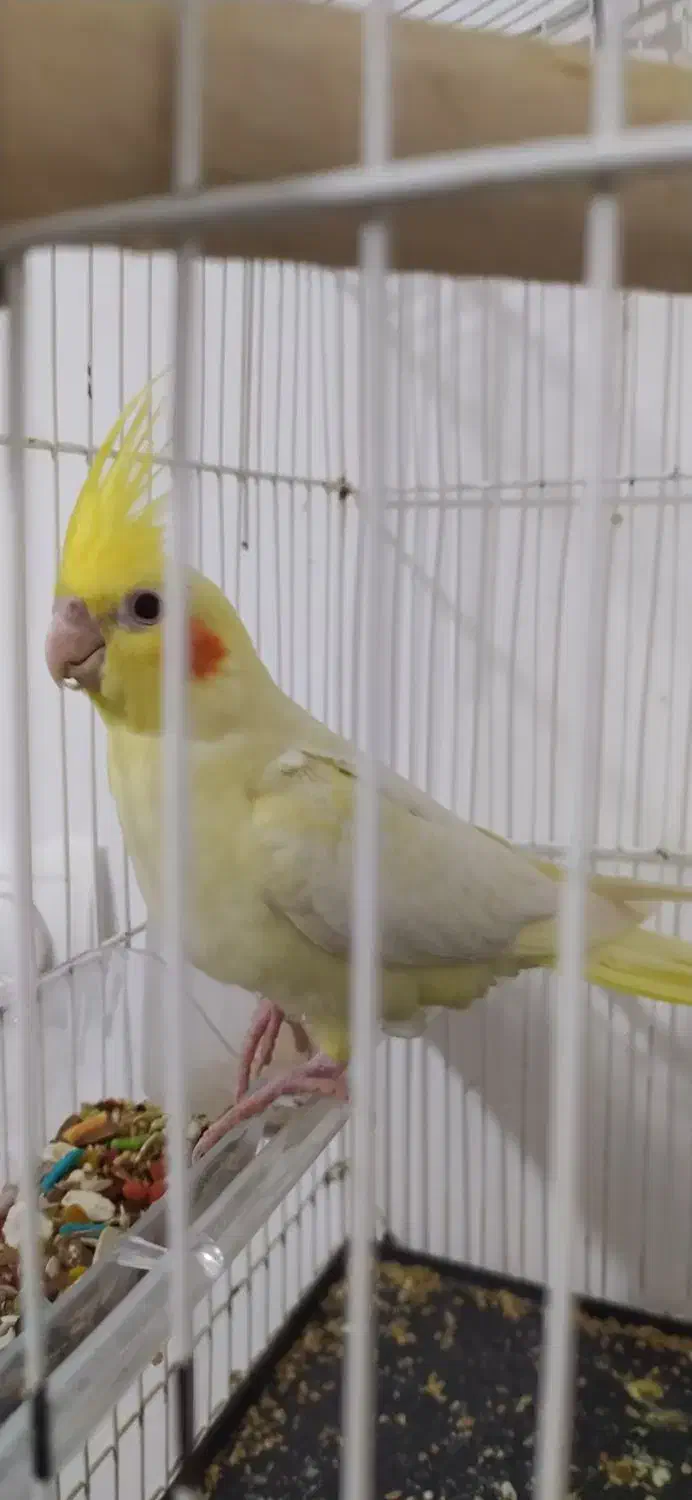 مرغ عشق|پرنده|مریوان, |دیوار