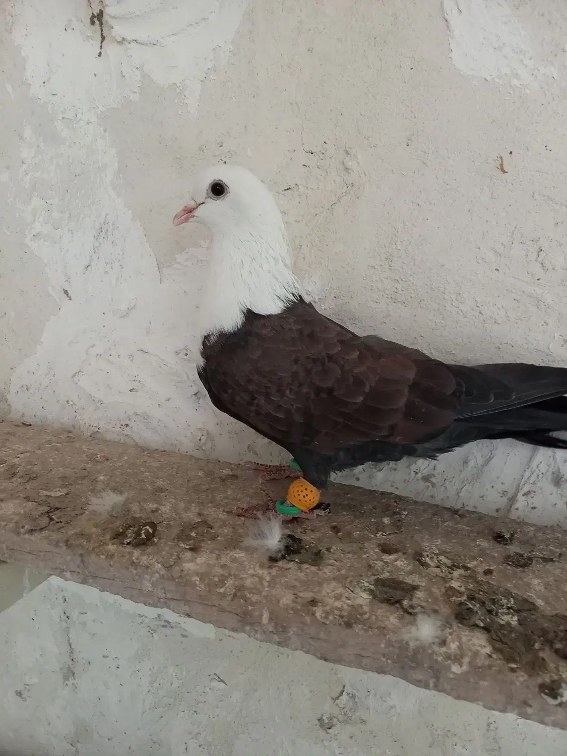 سر سفید|پرنده|محمدیه-قزوین, |دیوار