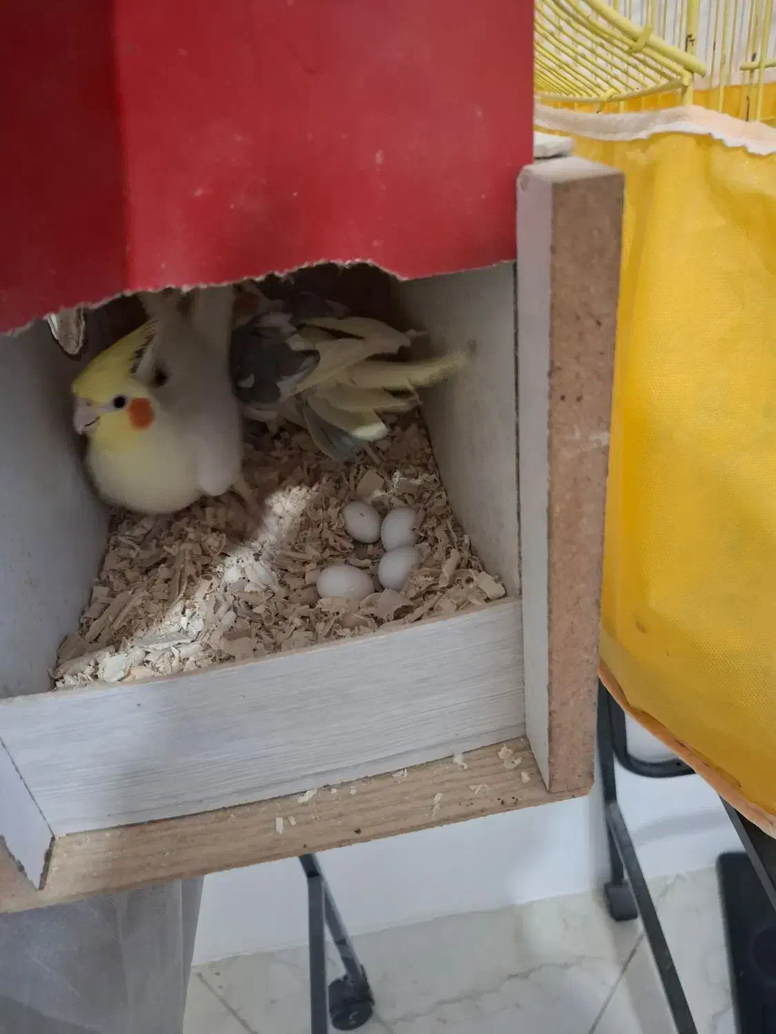 فروش جفت با جوجه هاشون|پرنده|گلپایگان, |دیوار