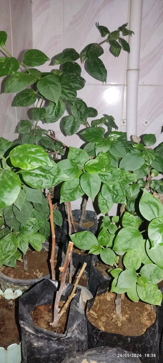 گل کاغذ|گل و گیاه طبیعی|زابل, |دیوار