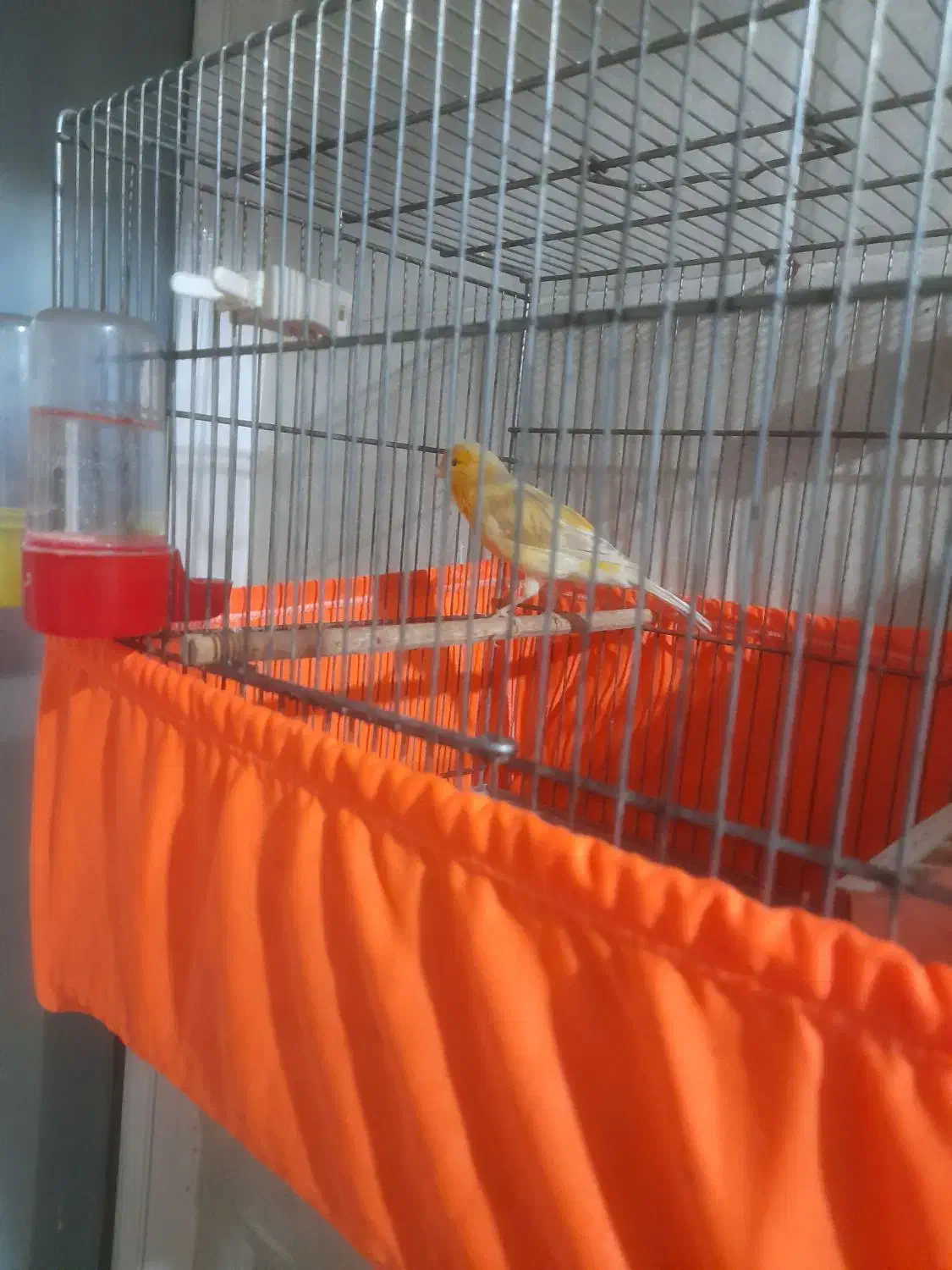 قناری نرقرص قرص|پرنده|پاکدشت, شهرک امام رضا|دیوار