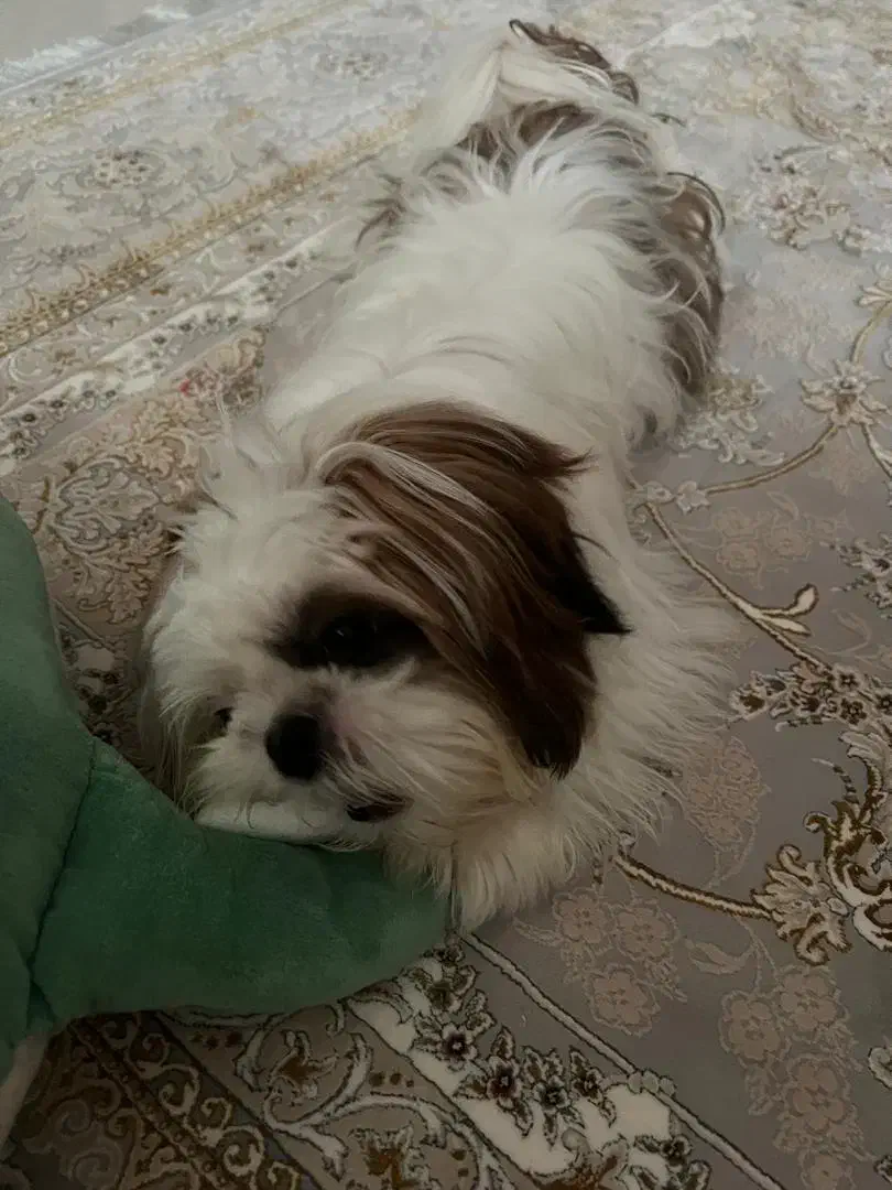 شیتزو فلت دختر۷ماه|سگ|رشت, فلسطین|دیوار