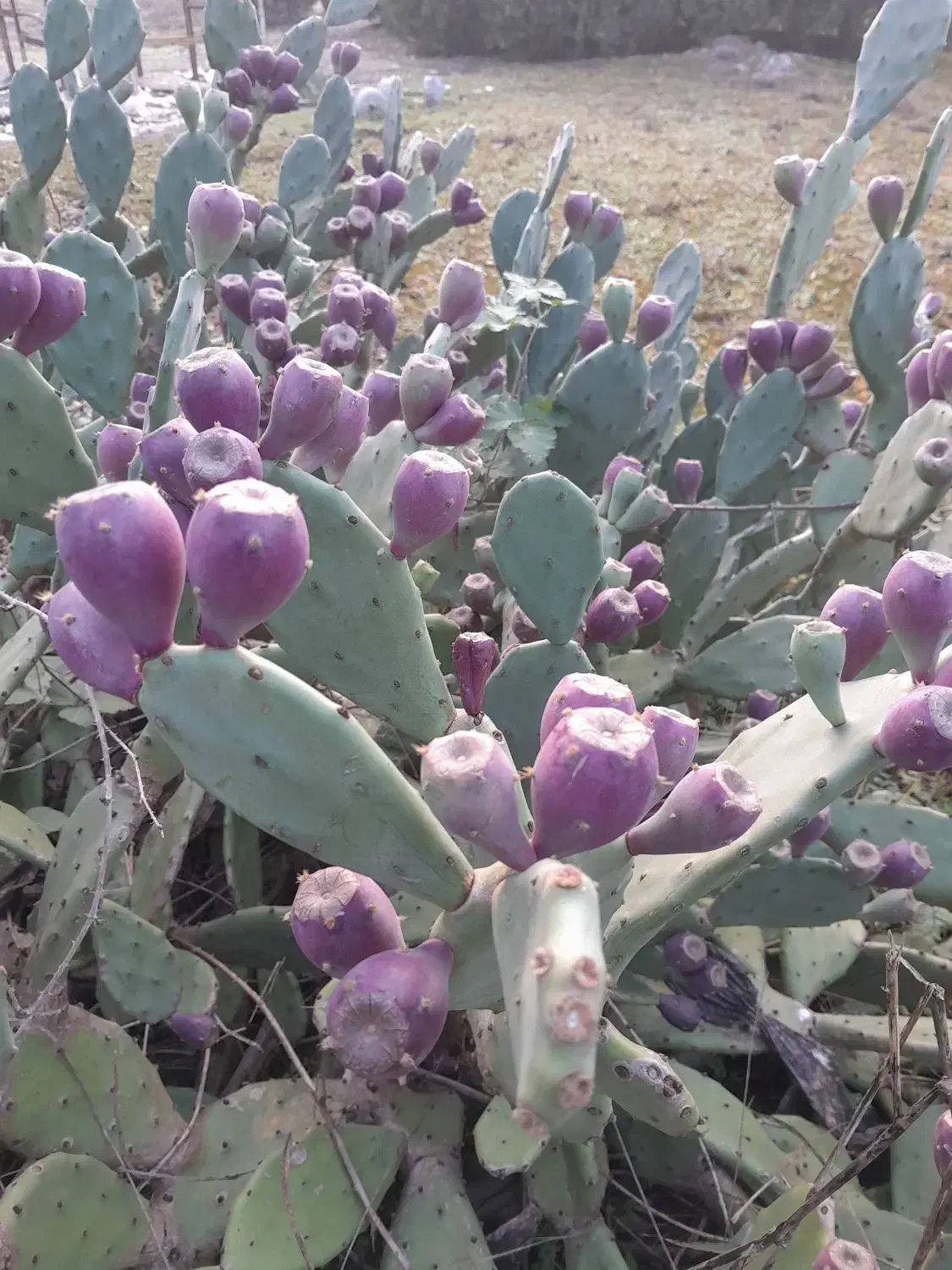 فروش میوه کاکتوس|خوردنی و آشامیدنی|نوشهر, |دیوار