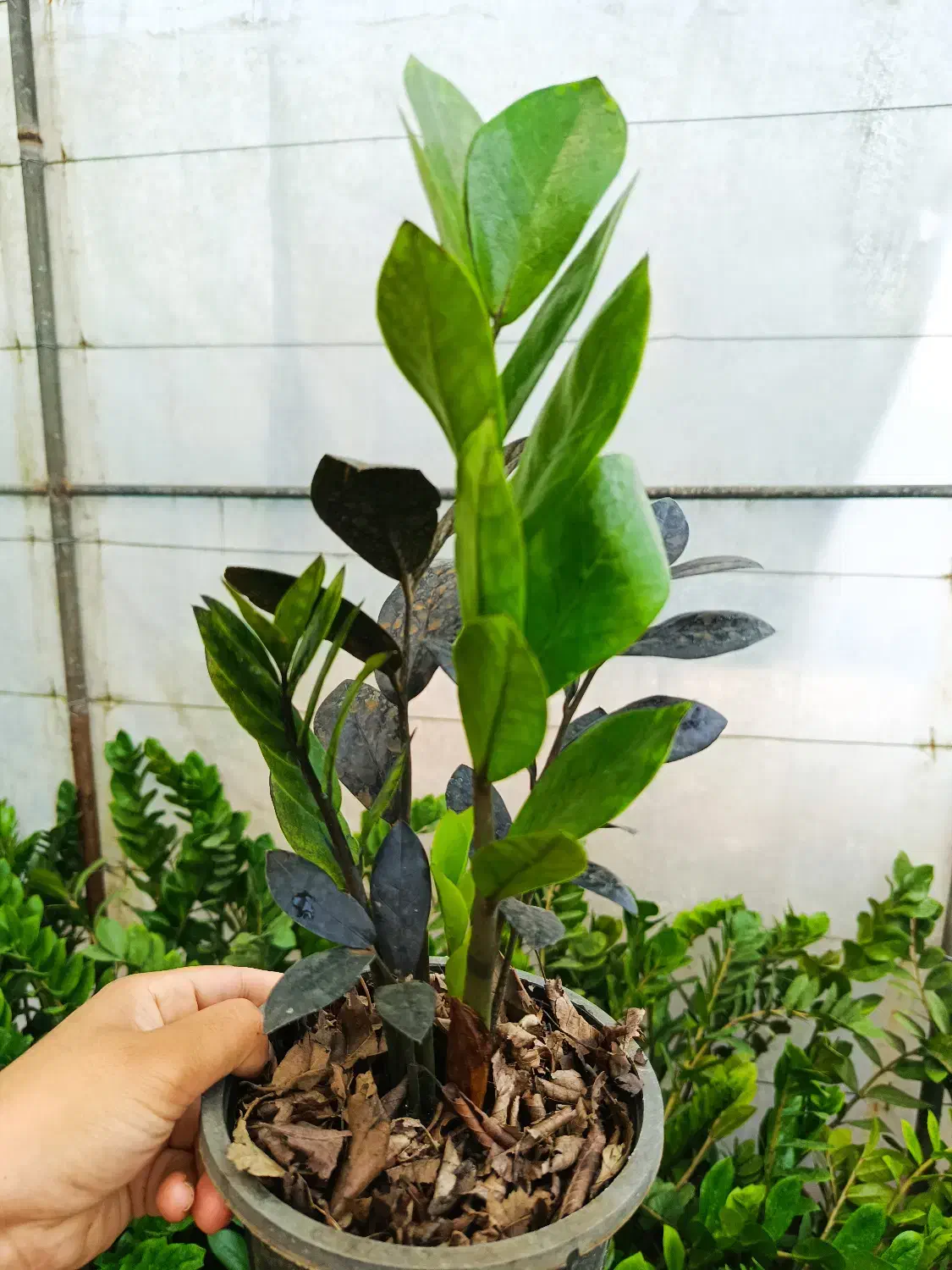 زاموفیلیا بلک سطل ۳|گل و گیاه طبیعی|بابل, |دیوار