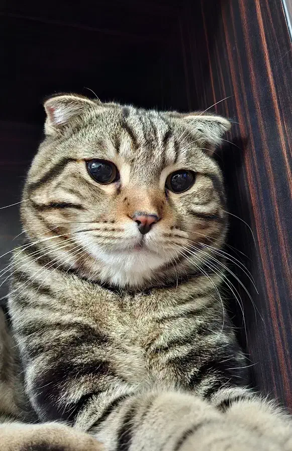 گربه نژاد دار|گربه|گلبهار, شهر جدید گلبهار|دیوار