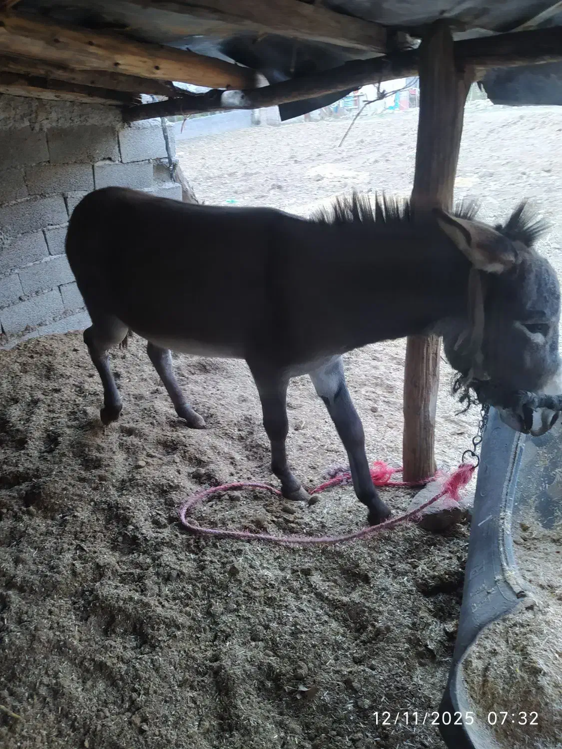 الاغ نر|حیوانات مزرعه|علیآباد کتول, |دیوار