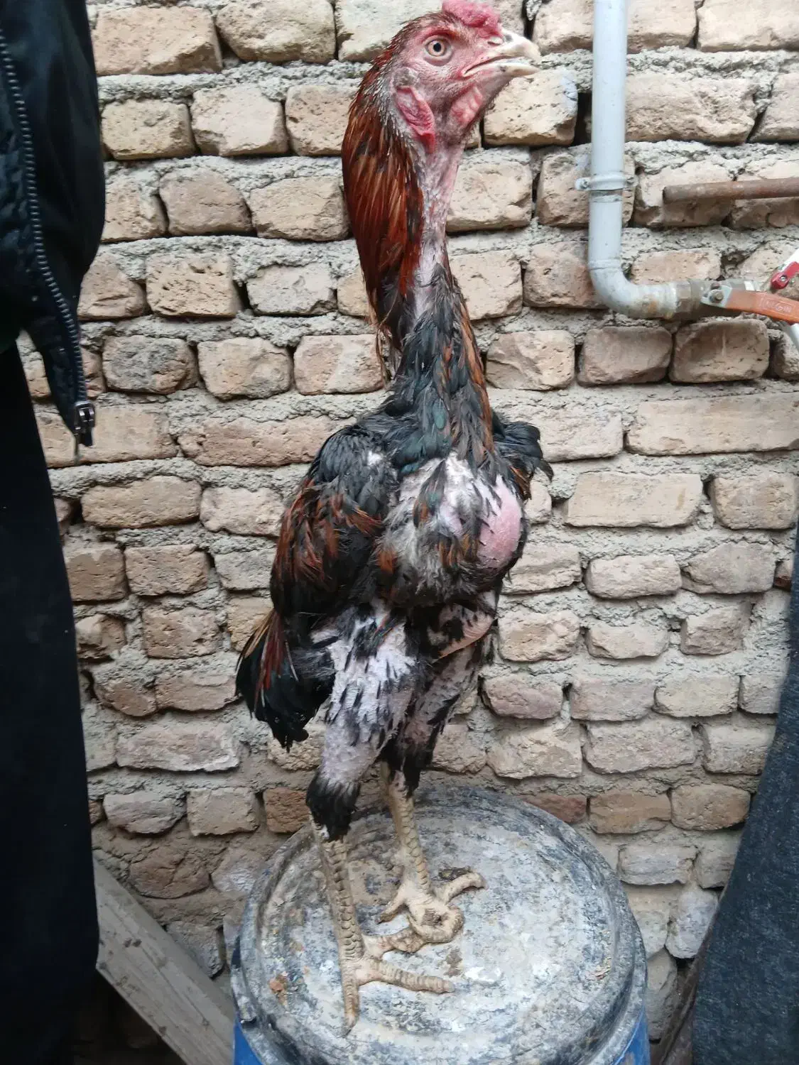 4 عدد خروس لاری|حیوانات مزرعه|رباط‌کریم, رباط‌کریم|دیوار